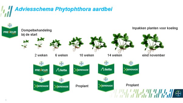 Adviesschema phytophthora aardbei.jpg